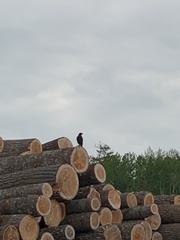 Corvus corax principalis