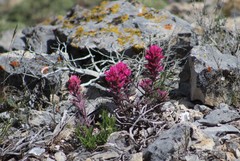 Castilleja angustifolia
