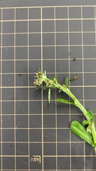 Gamochaeta americana