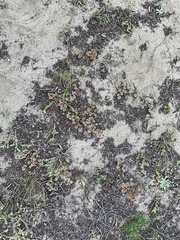 Chorizanthe howellii