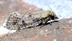 Acrolophus propinqua