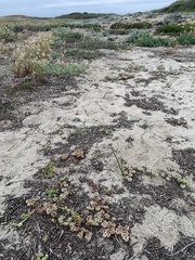 Chorizanthe howellii