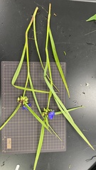 Tradescantia virginiana