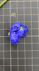 Tradescantia virginiana