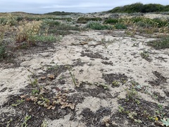 Chorizanthe howellii