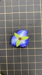 Tradescantia virginiana