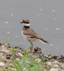 Charadrius vociferus