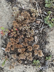 Chorizanthe howellii