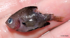 Plectroglyphidodon