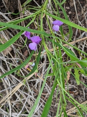 Lathyrus bijugatus