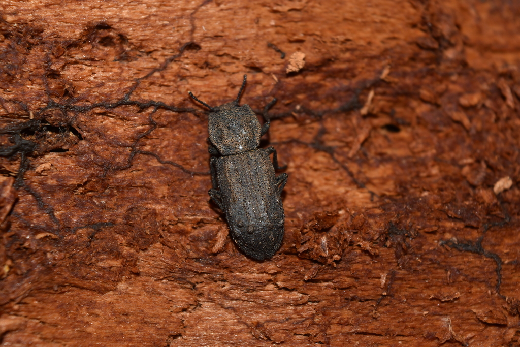 Verodes exsculptus