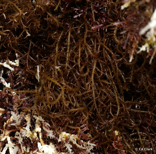 Hypnea observed 2022-05-18
