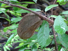 Theobroma (Theobroma angustifolium)