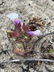 Collinsia corymbosa