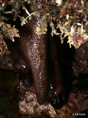 Holothuria cinerascens