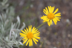 Erigeron linearis