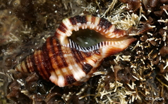 Monoplex intermedius