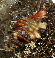 Monoplex intermedius