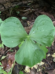 Trillium erectum