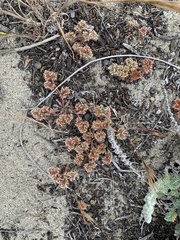 Chorizanthe howellii