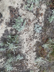 Chorizanthe howellii