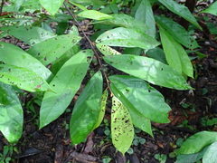 Theobroma angustifolium