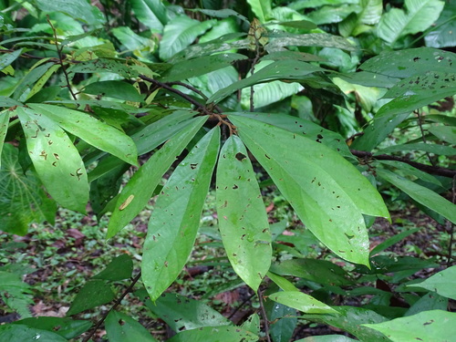 Image of Theobroma angustifolium by (c) Alexis López Hernández, some rights reserved (CC BY)