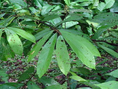 (c) Alexis López Hernández, some rights reserved (CC BY) Theobroma angustifolium, photograph (c) Alexis López Hernández, some rights reserved (CC BY)