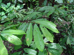 (c) Alexis López Hernández, some rights reserved (CC BY) Theobroma angustifolium, photograph (c) Alexis López Hernández, some rights reserved (CC BY)