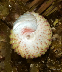 Trochus intextus