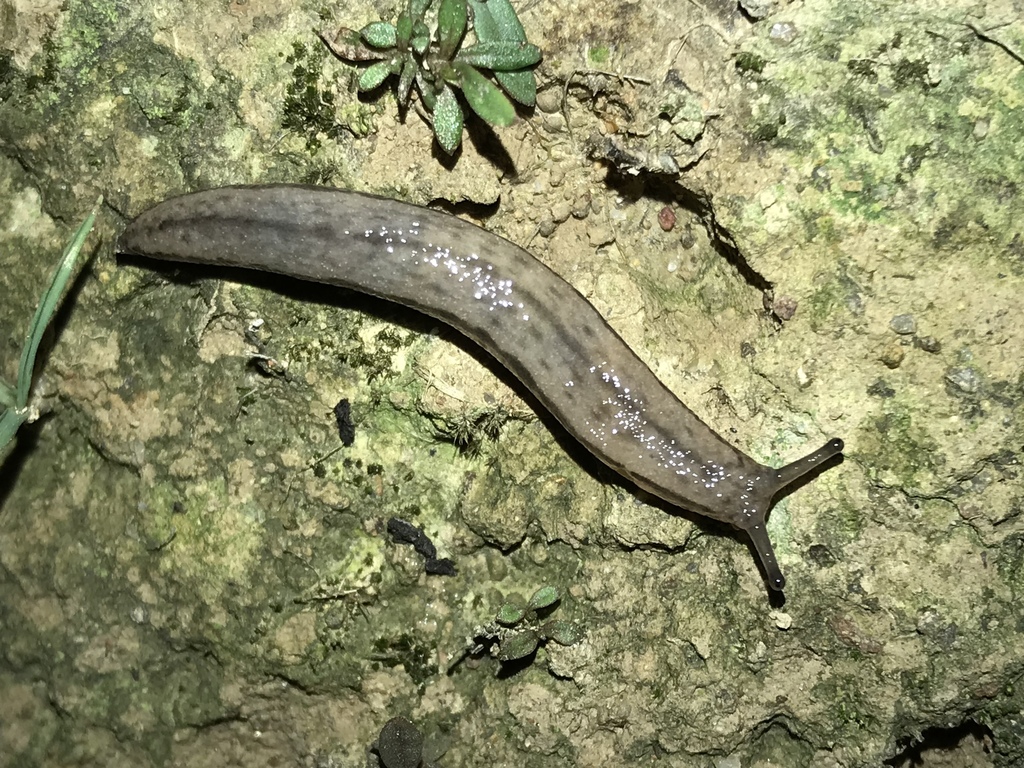 雙線巨篷蛞蝓 雙線蛞蝓 揭陽物種指南 Inaturalist