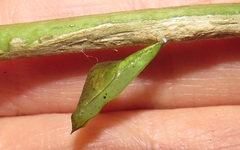 Leptosia alcesta inalcesta