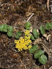Tauschia nudicaulis