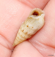 Cerithium nesioticum