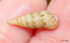 Cerithium nesioticum