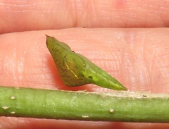 Leptosia alcesta inalcesta