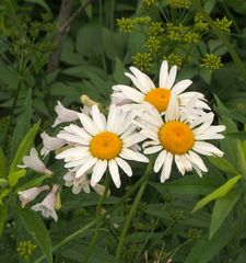 Leucanthemum vulgare