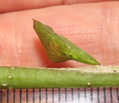 Leptosia alcesta inalcesta