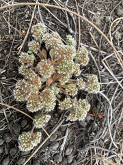 Chorizanthe howellii