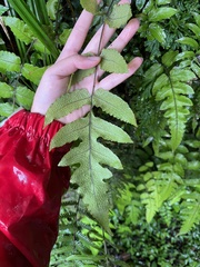 Stegnogramma griffithii