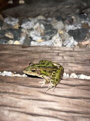 Lithobates sphenocephalus