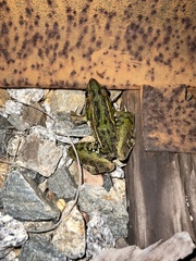 Lithobates sphenocephalus