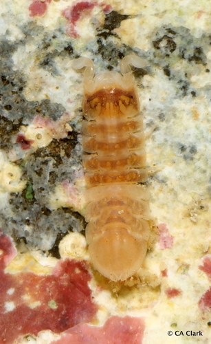 Joeropsis hawaiiensis, 2022-05-18