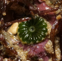 Parvocaulis