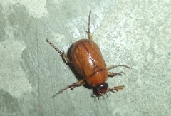 Cyclocephala barrerai