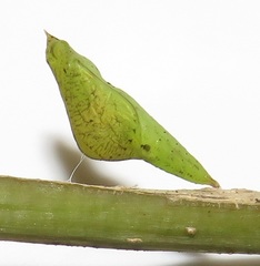 Leptosia alcesta inalcesta