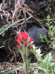 Castilleja nervata