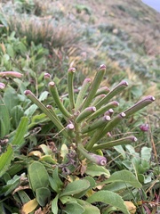 Erysimum menziesii