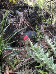 Castilleja nervata