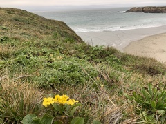 Erysimum menziesii